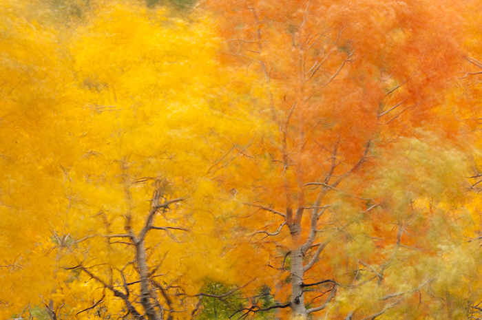 Inyo National Forest, California, Easter Sierra, Jeremy Brasher, Jeremy Brasher Photography autumn scenic, aspens, fall , photo